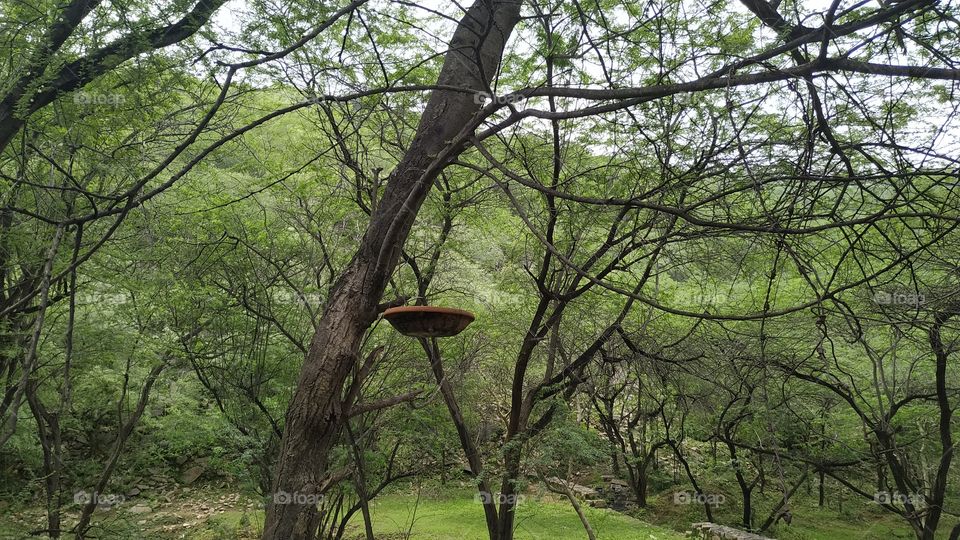 In the rainy season, the forests come green and the songs become green and it is a very exciting scene of the season.