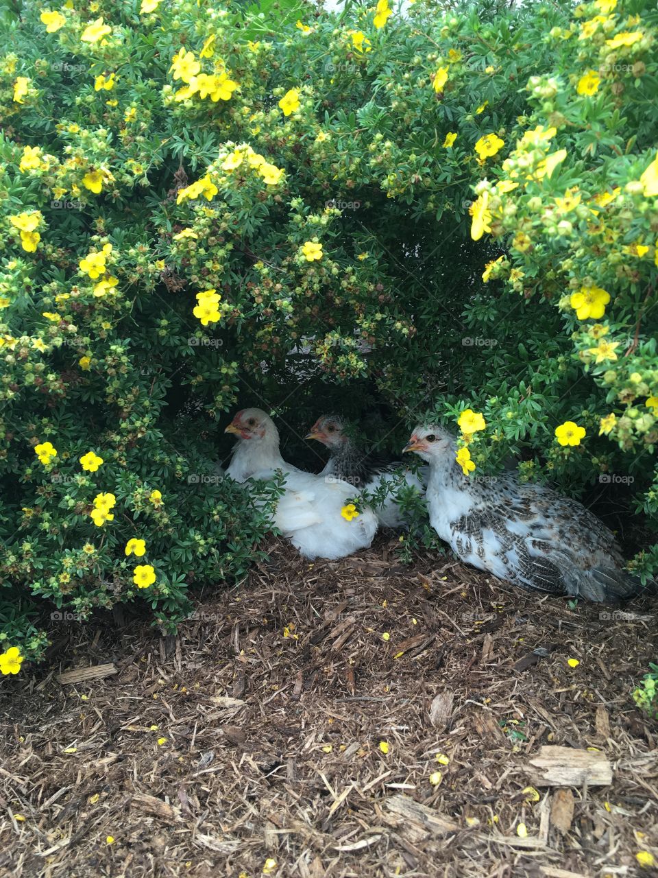 Chicks in my garden!