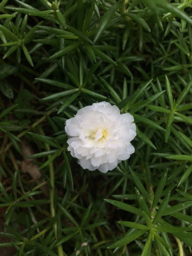 Colour full flowers