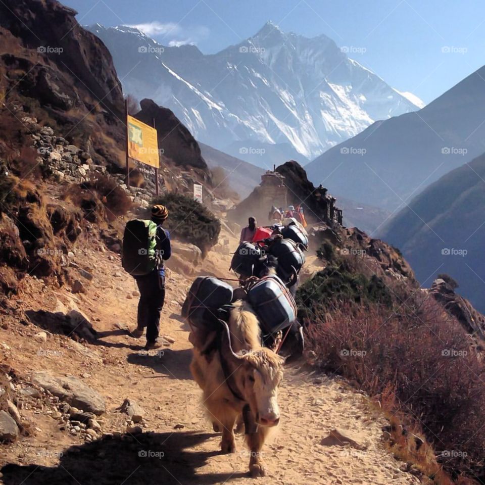 While on the way to Everest Base Camp, you should always be aware of the yak trains. They have right of way! Photo taken on the Everest Base Camp Trek in Nepal.