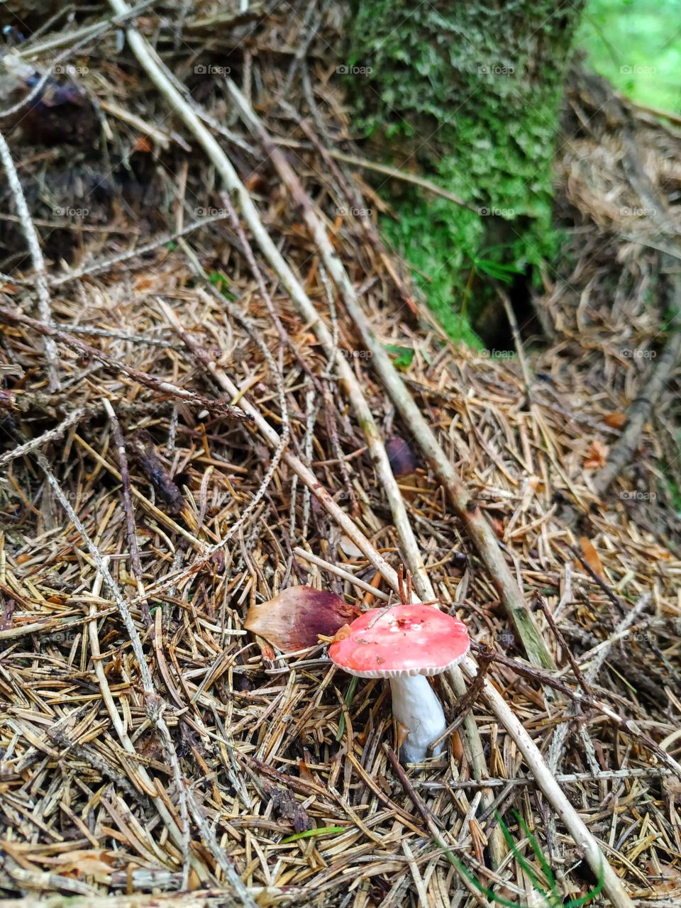 A little pink mushroom