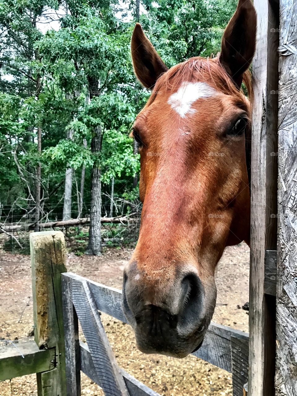 Hello..my name is Mr.Ed