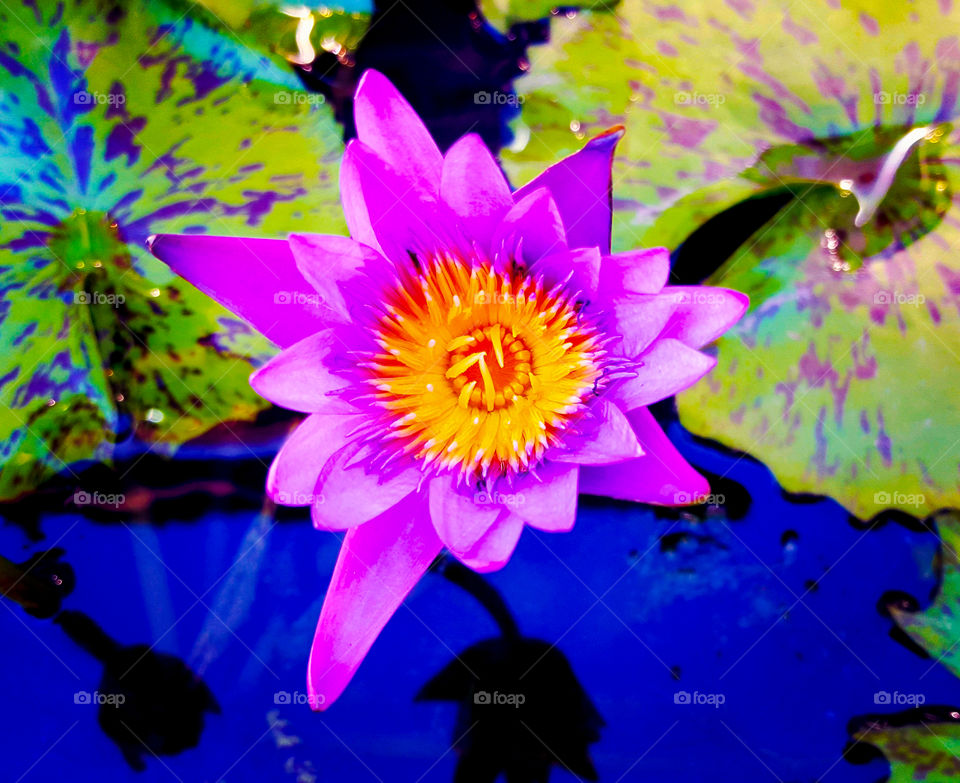 Beautiful purple lotus in a pond.