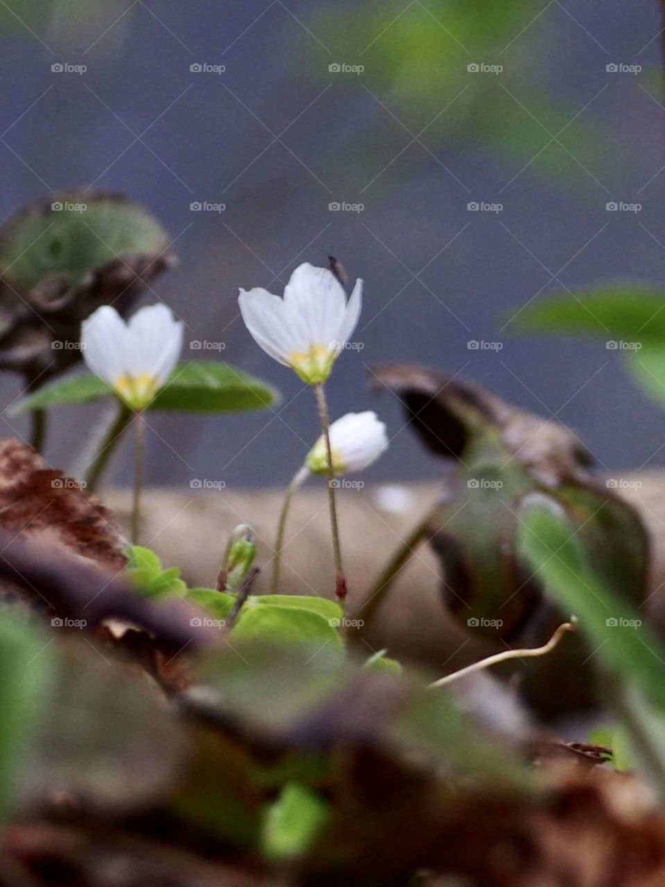 Forest in the evening