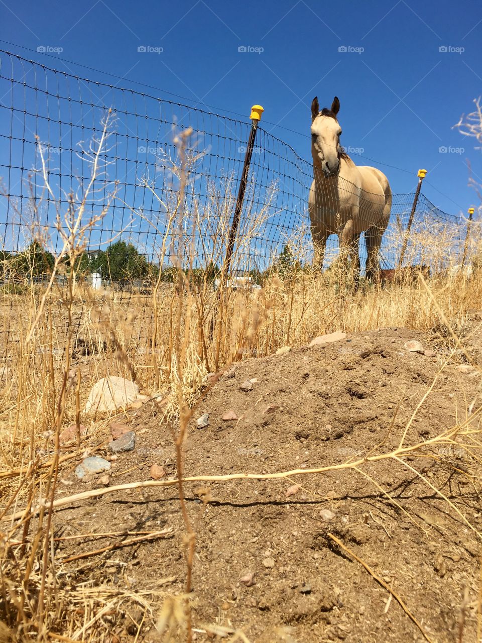 Lone horse on a hill behind a wire fence in the high sierras of Nevada USA