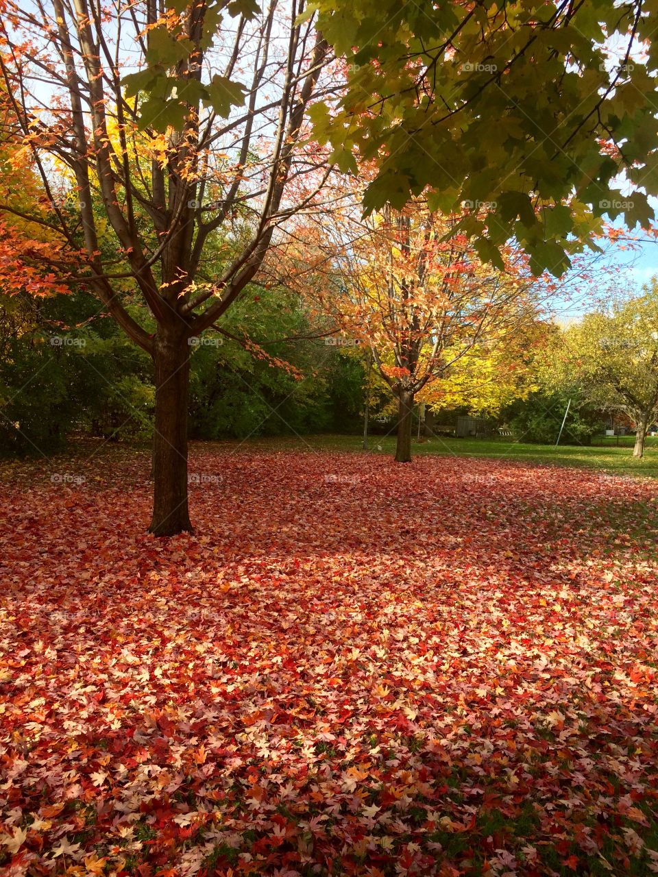 Beautiful Autumn Toronto 