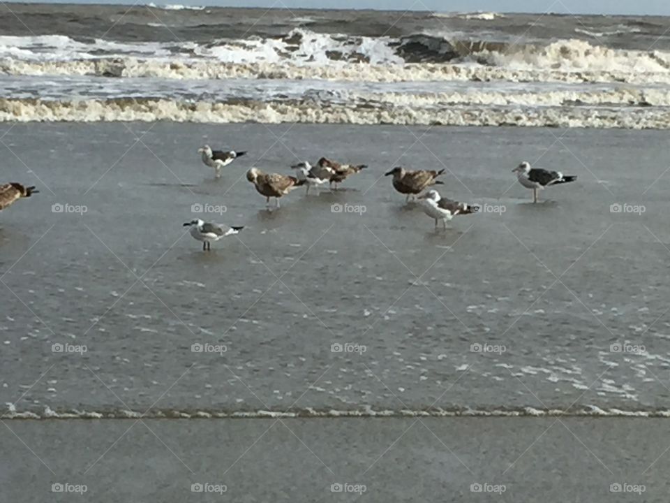 Birds at the beach