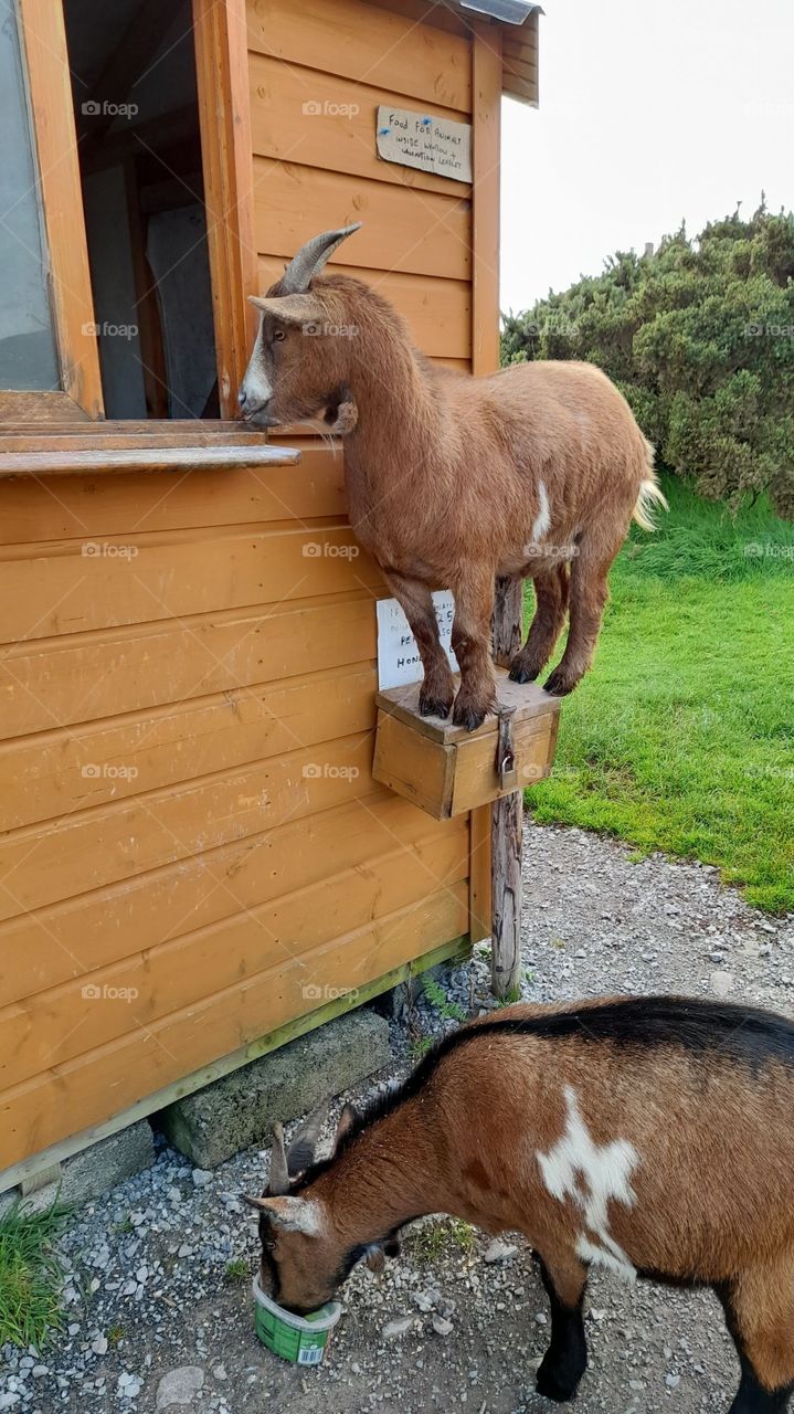 Irish goats looking fed, agile, balanced, climbing goats