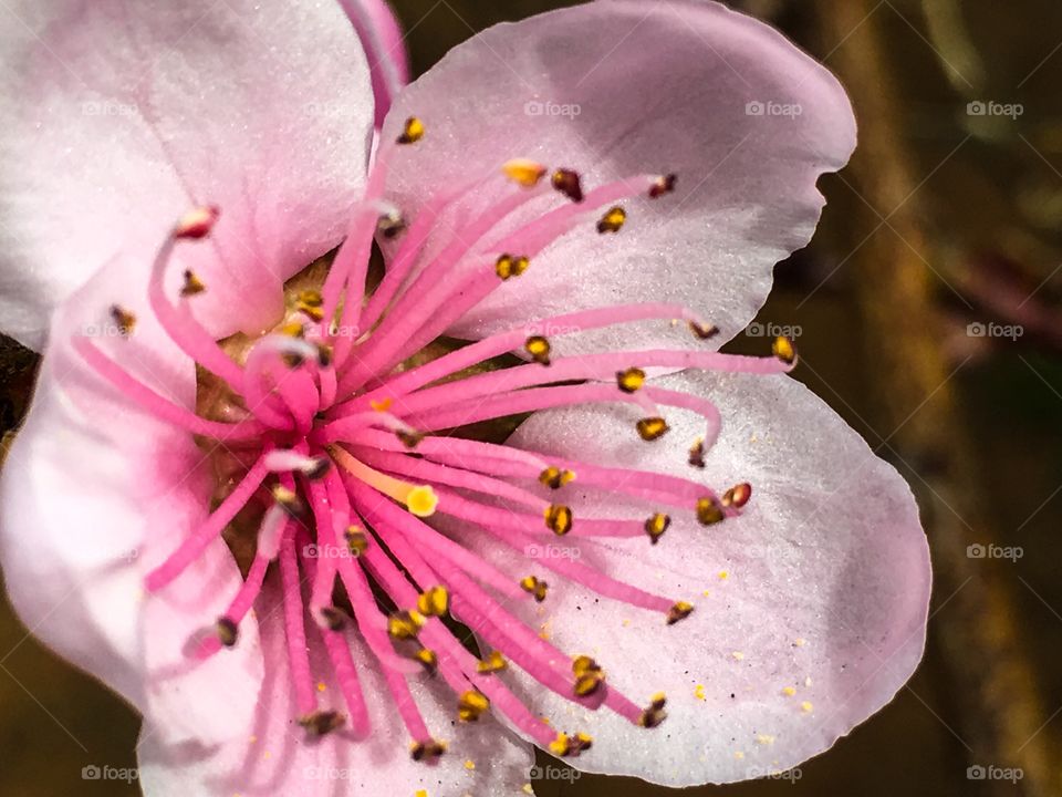 Nectarine tree blossom