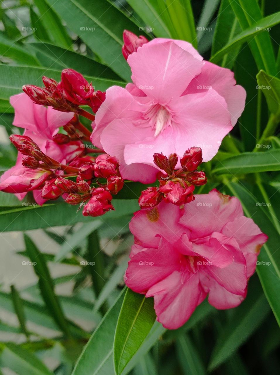 oleander / adelfa rosa