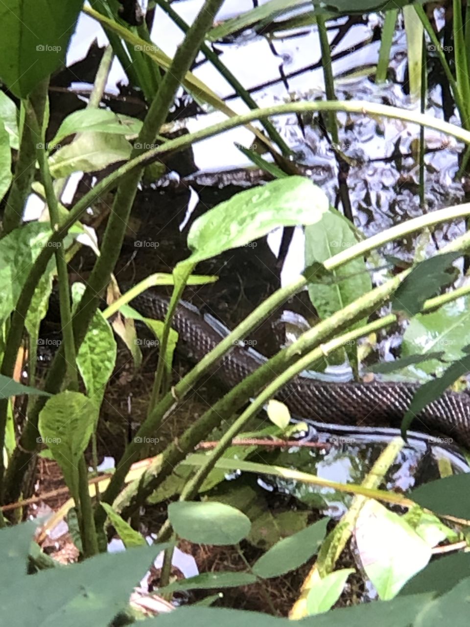 Cottonmouth Water Moccasin 