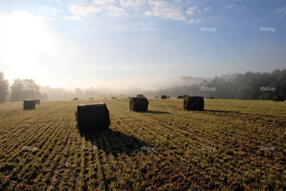 Misty morning 