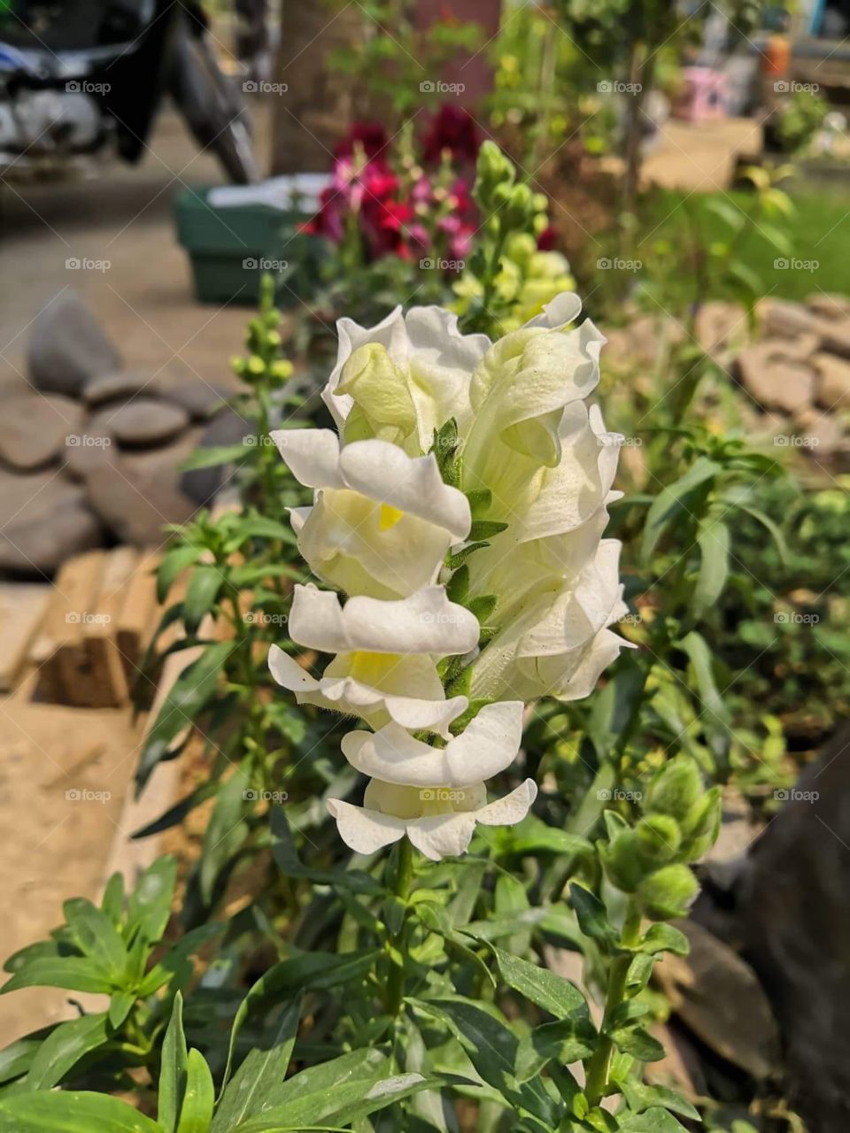 Snapdragons 