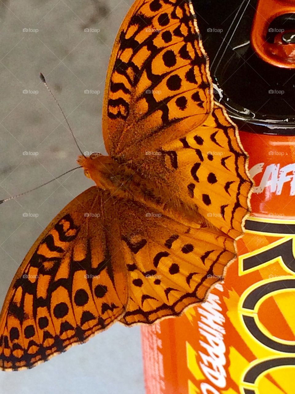 This butterfly's a rockstar 