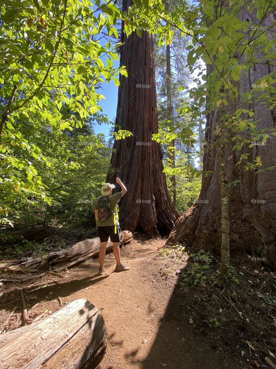 A man from behind looking up to admire the massive sequoia trees 