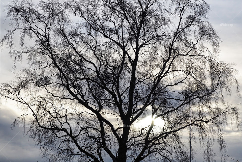 Silhouette of bare tree