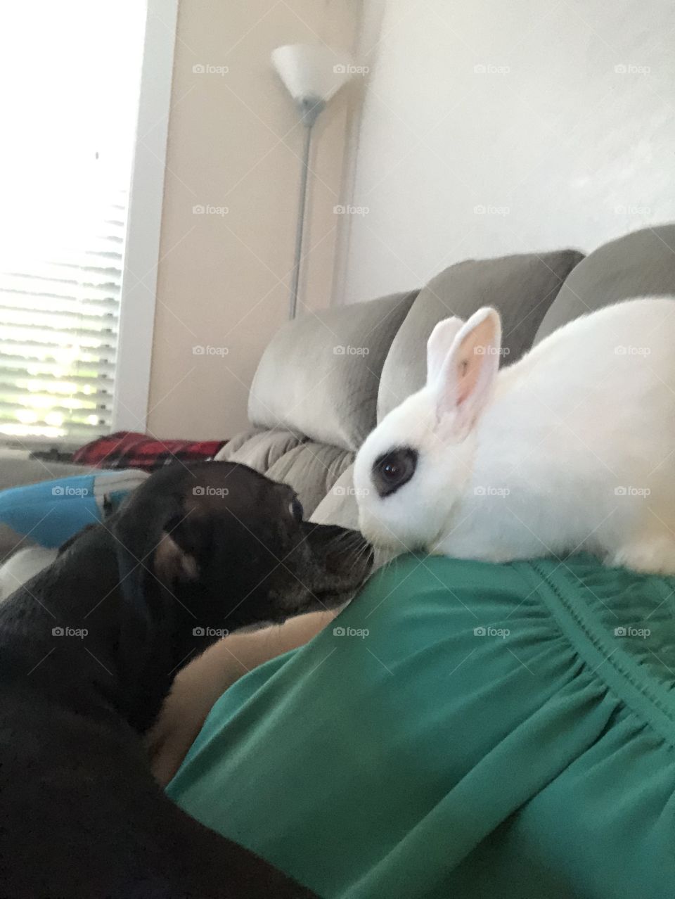 Bunny and dog