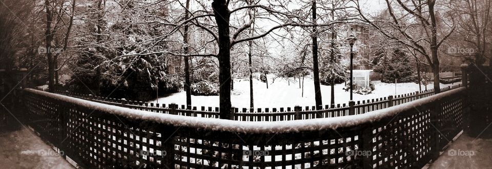 Snowy backyard scene