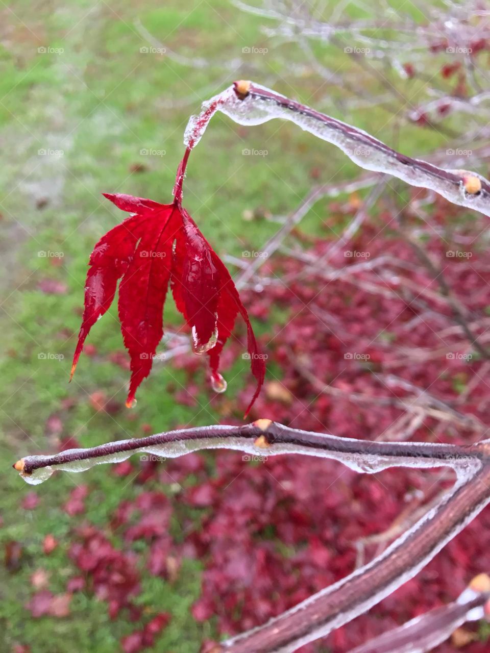 Magenta leaf on a bush covered with ice