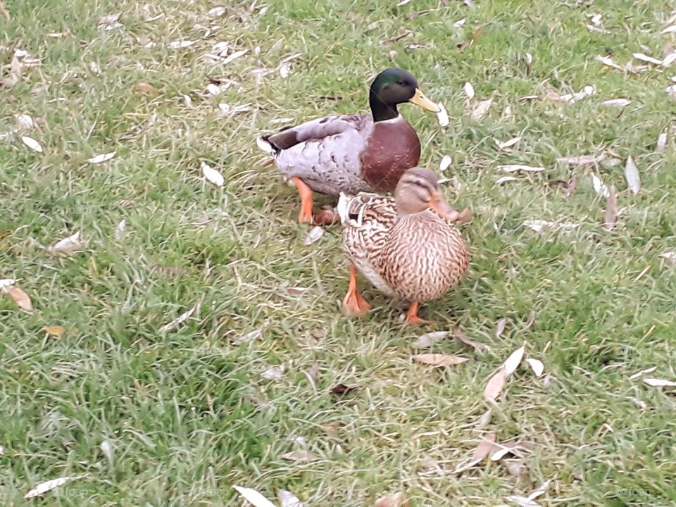 canard