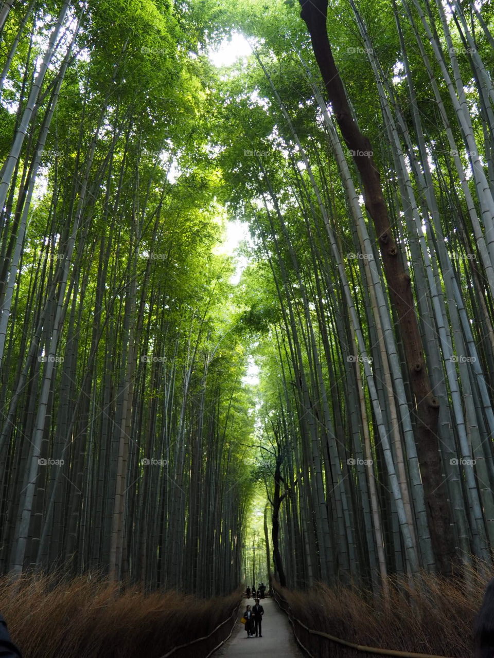 Bamboo forest 