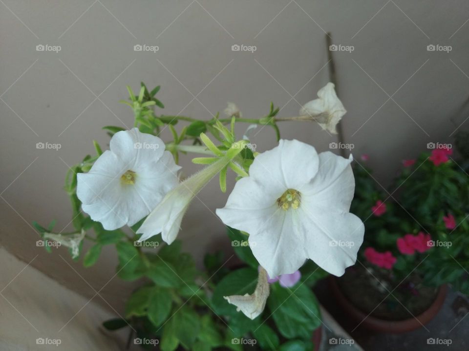 pitunia flower white in colour looks very beautiful generally found everywhere fresh seasonal