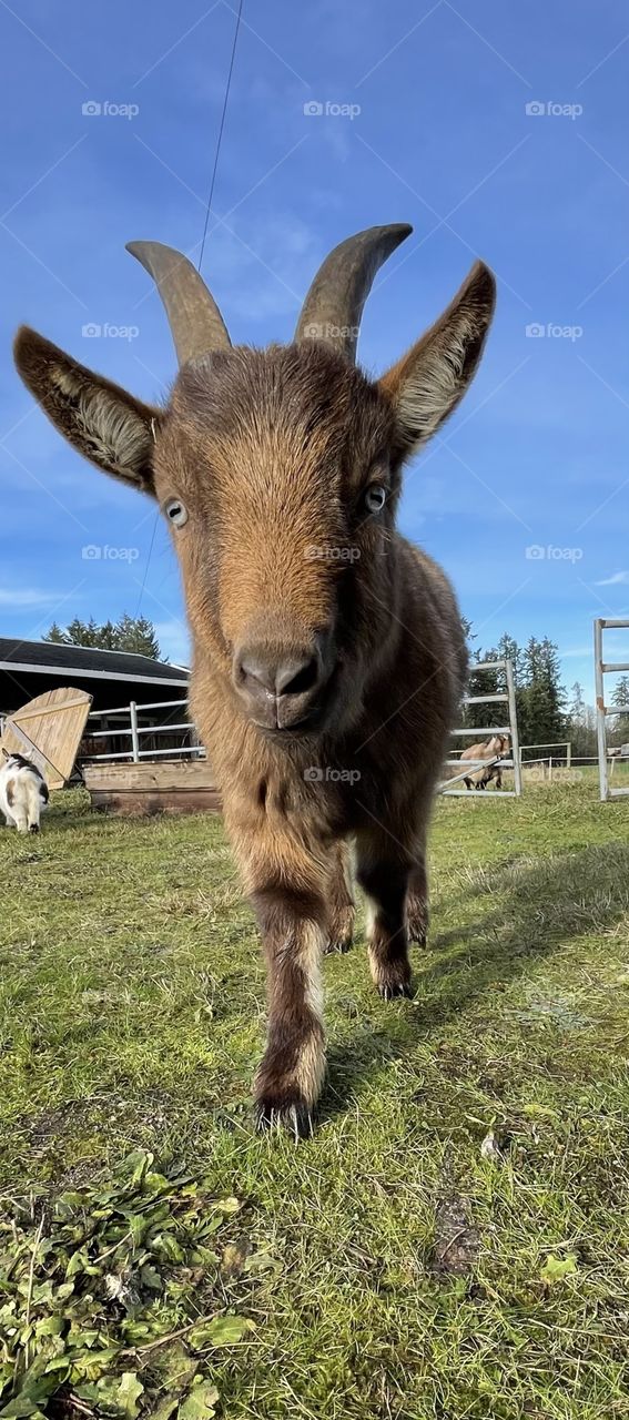 Koda the Nigerian dwarf goat
