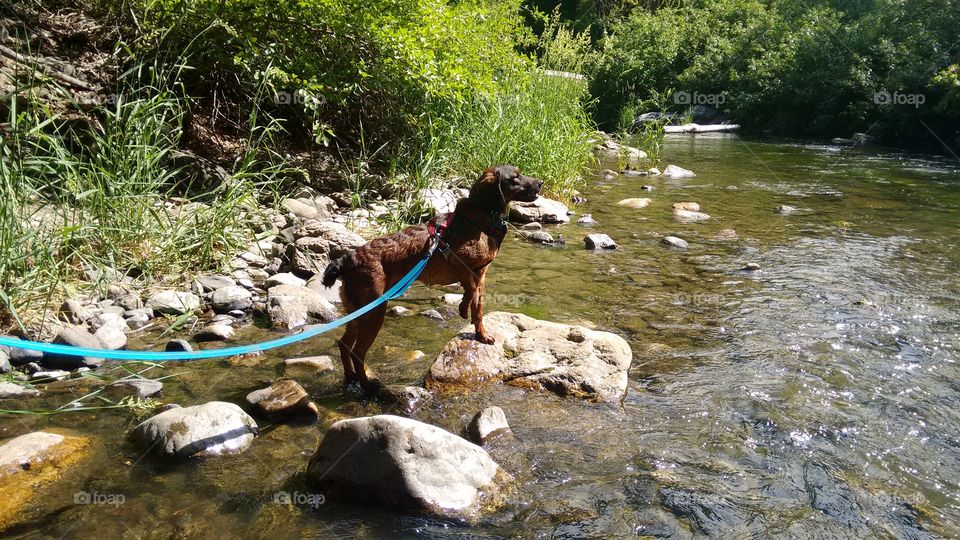 Nox the adventure pup. Nox in the Ogden river
