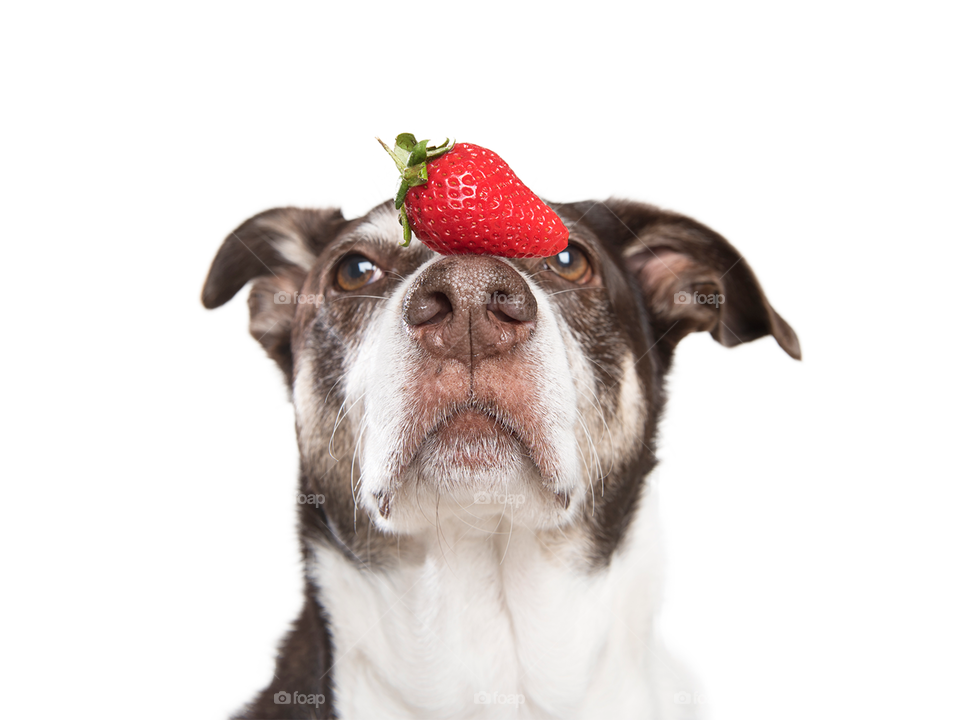 Dog with a strawberry on his nose