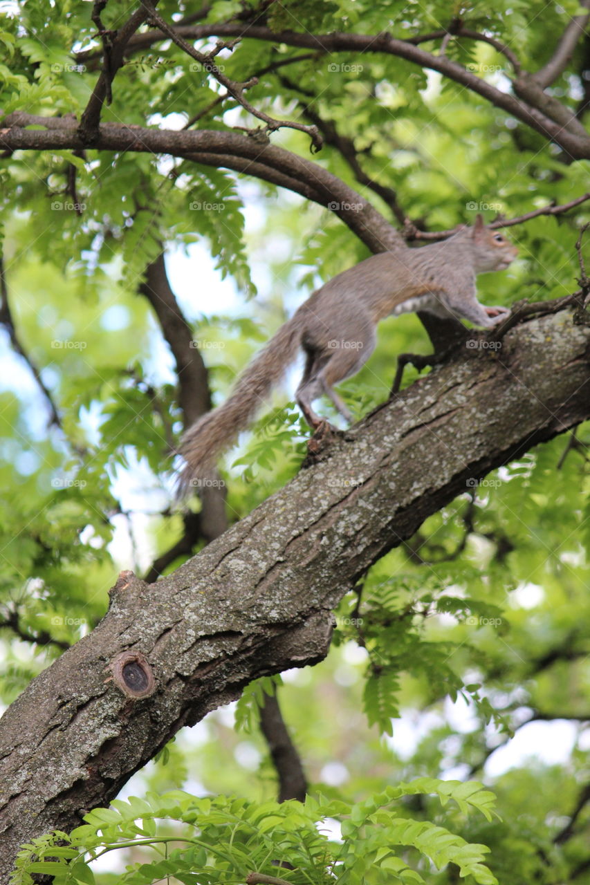 Squirrel climbing the tree