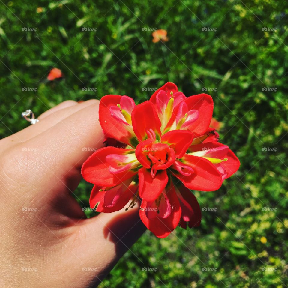 Indian Paintbrush