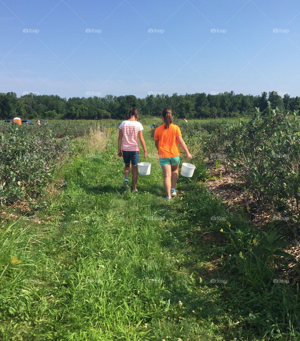 Blueberry picking 