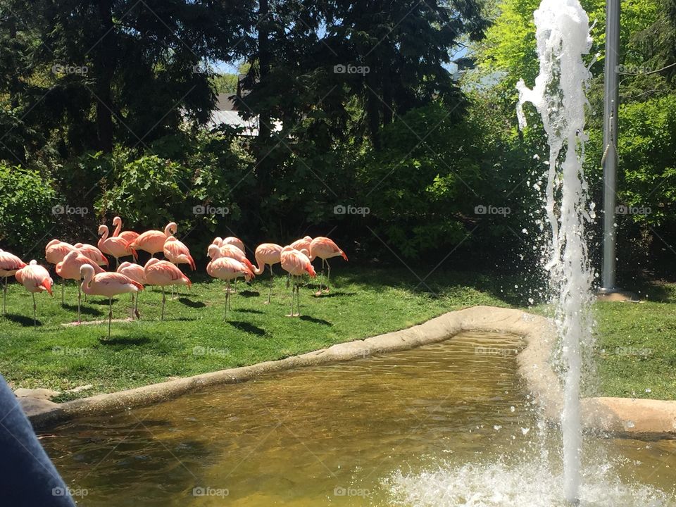 Birds of a feather stick together! Beautiful flamingos enjoying the sun by a spouting fountain