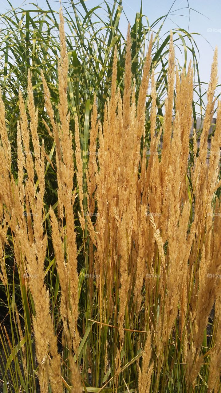 Cereal, Rural, Wheat, Agriculture, Crop