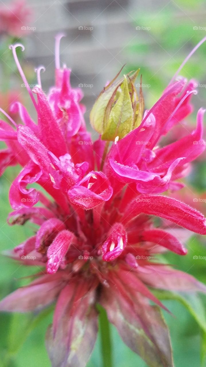 Bee Balm