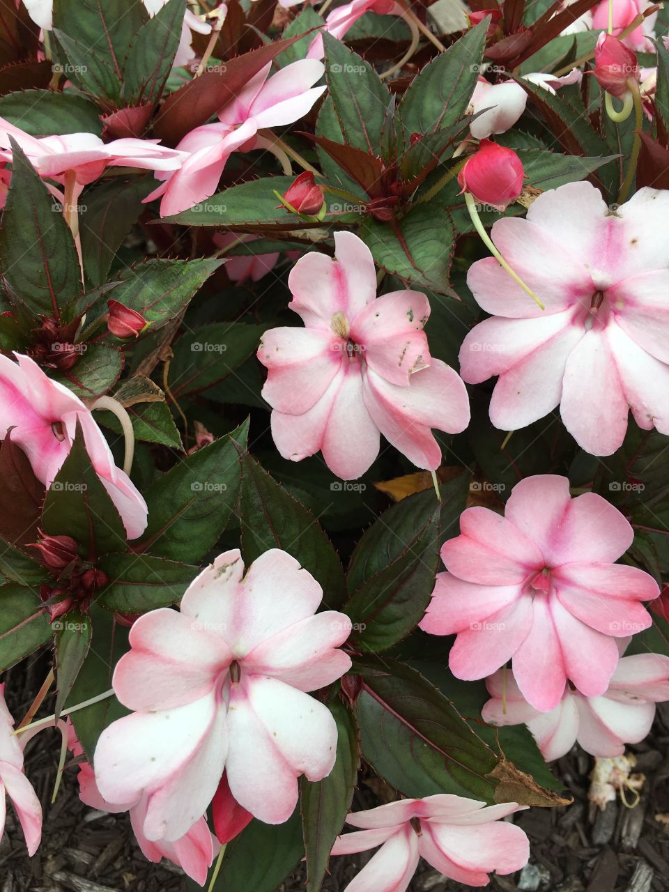 Impatiens 