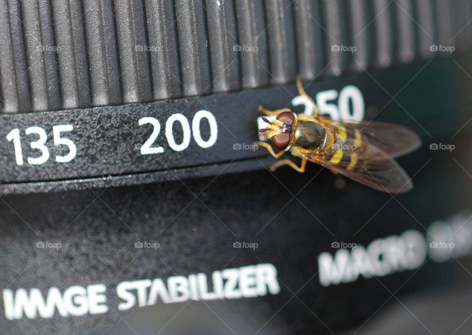 Wasp Sitting On Zoom Lens