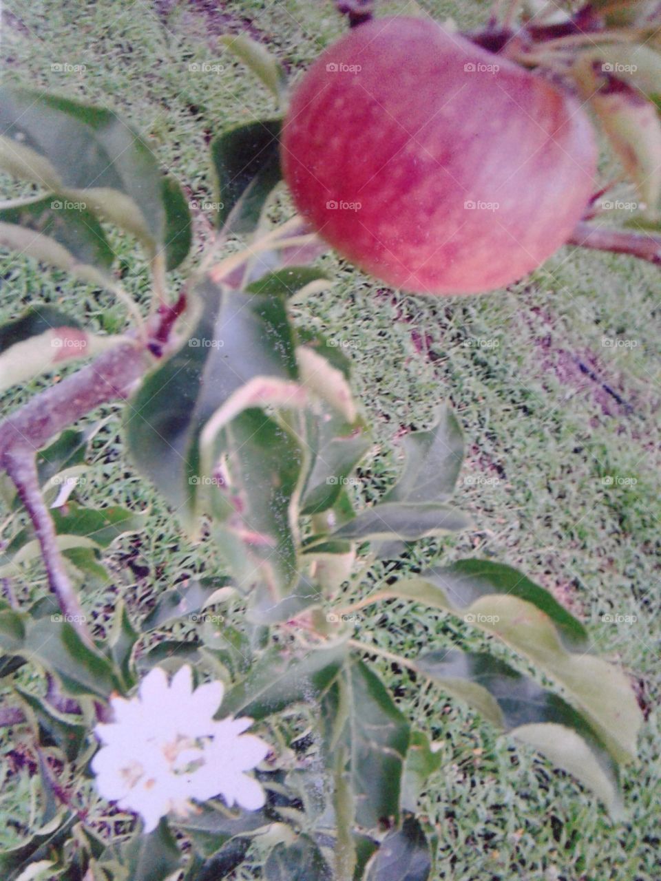 Apple fruit & flower