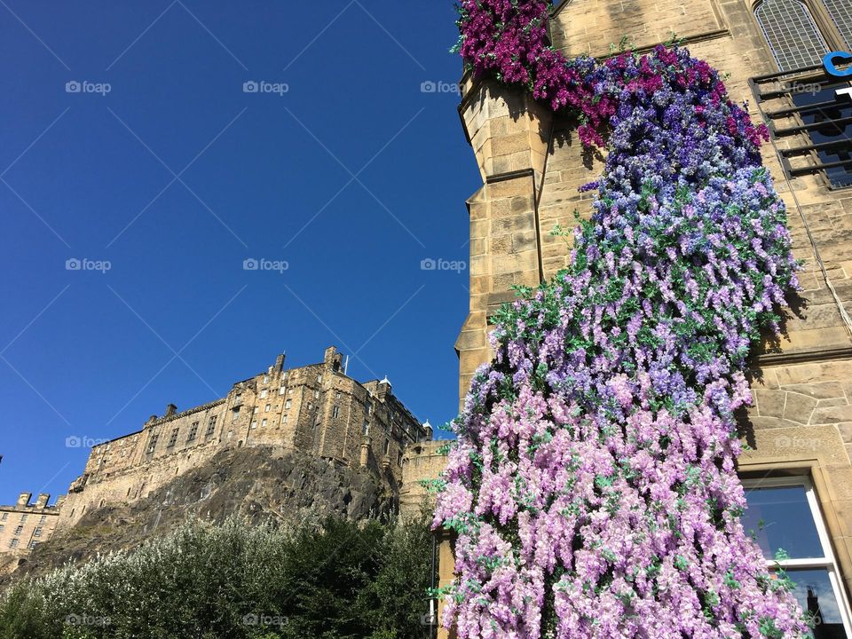 Edinburgh City … beautiful climbing  purple flowers 💜