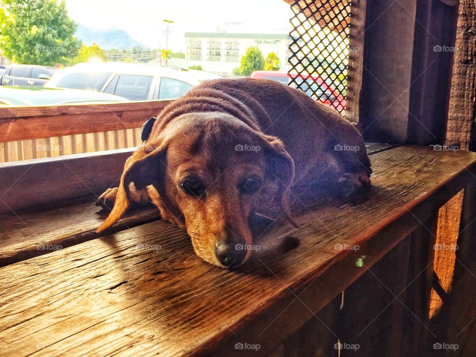 Dachshund laying on ledge of window in the sun