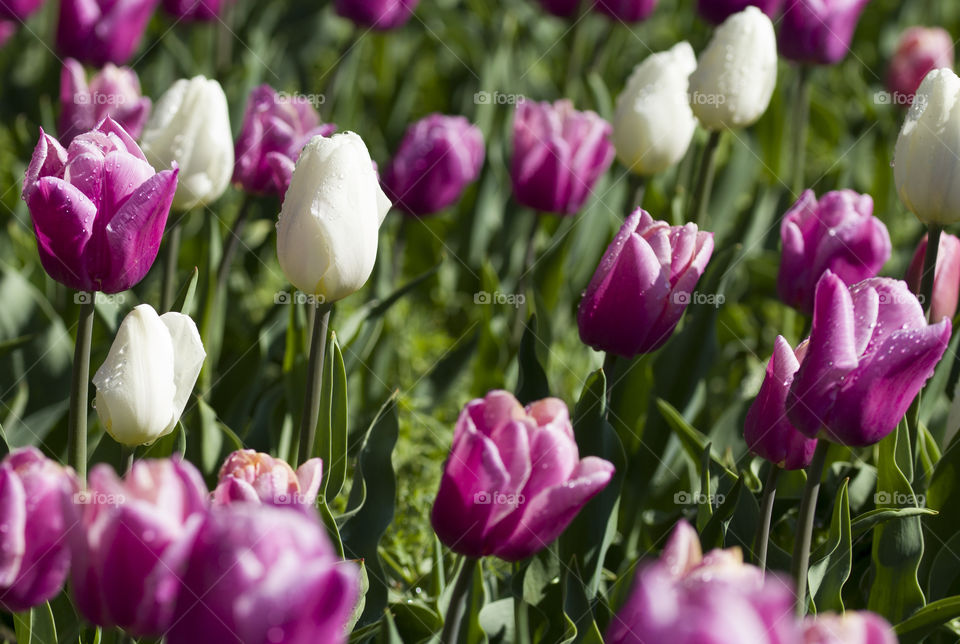field of white and purple tulips.  colors of spring concept