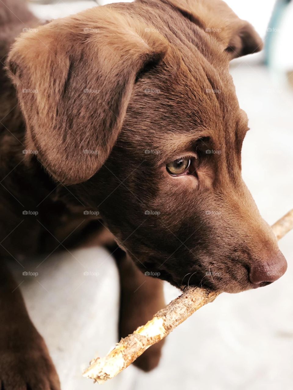 A Dog’s Favorite Past Time