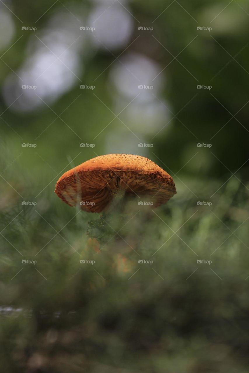 Mushroom
