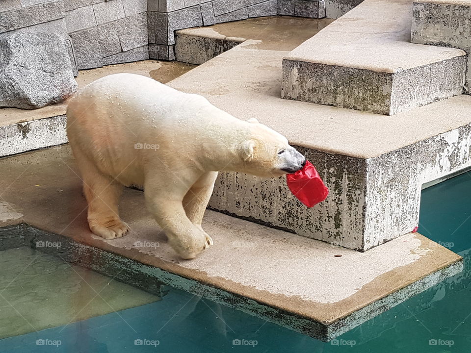 icebear playing with his red toy