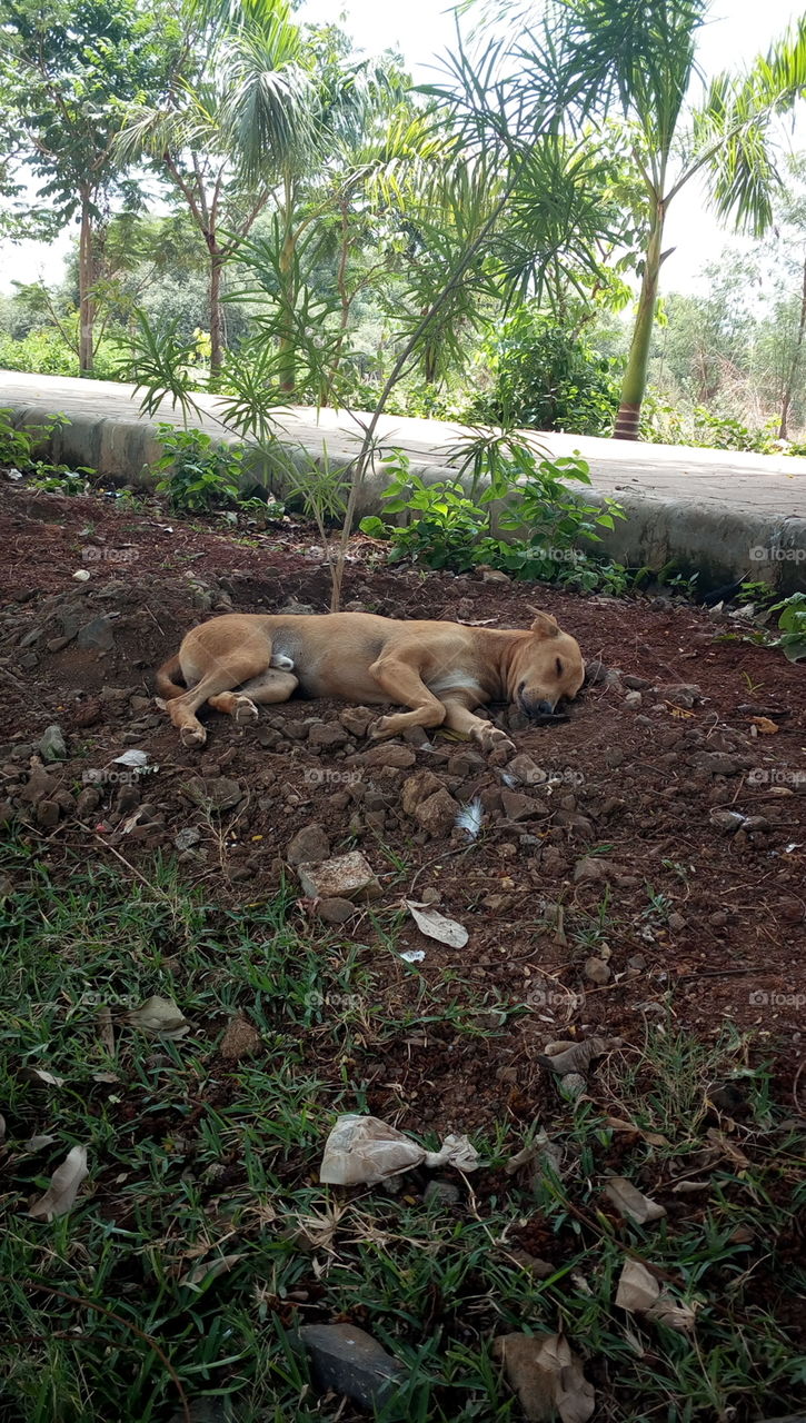 dog, sleeping , tree, stone, dust, leafs, grass,