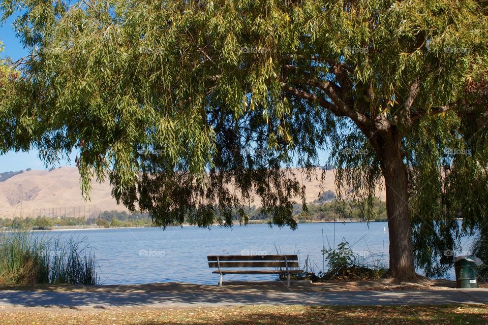 Lake bench