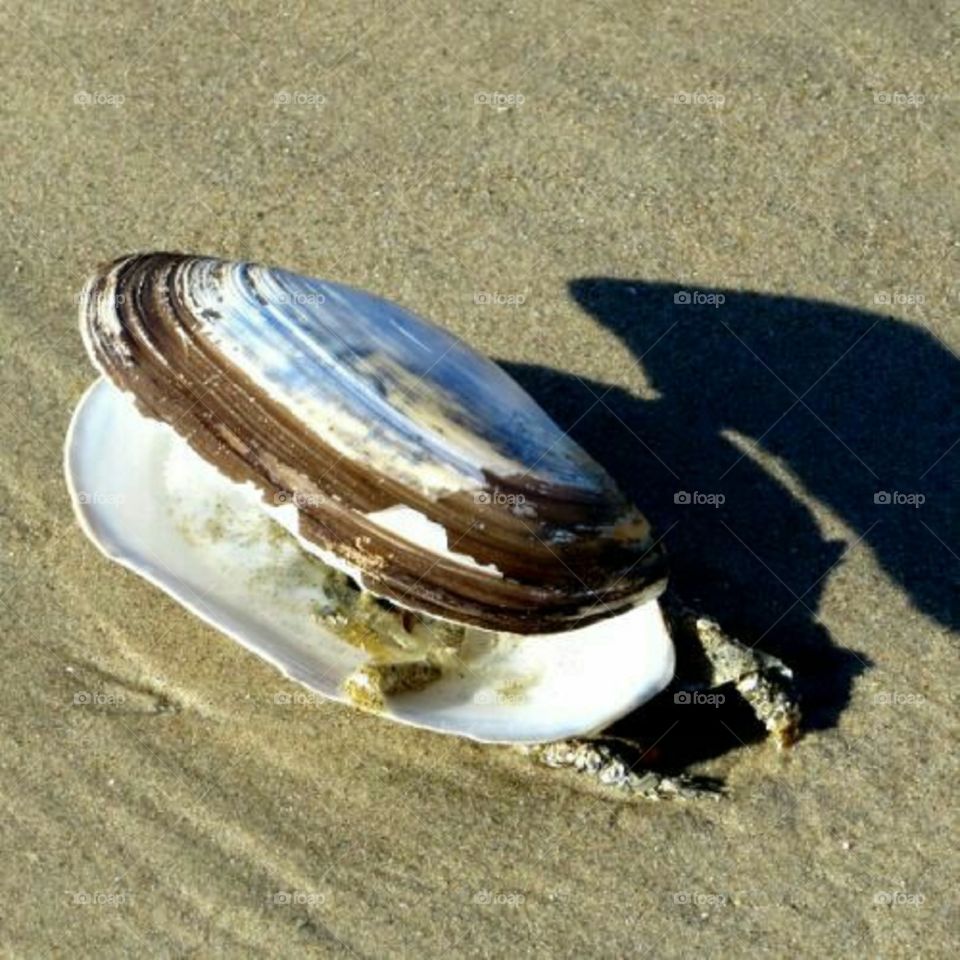 seashell