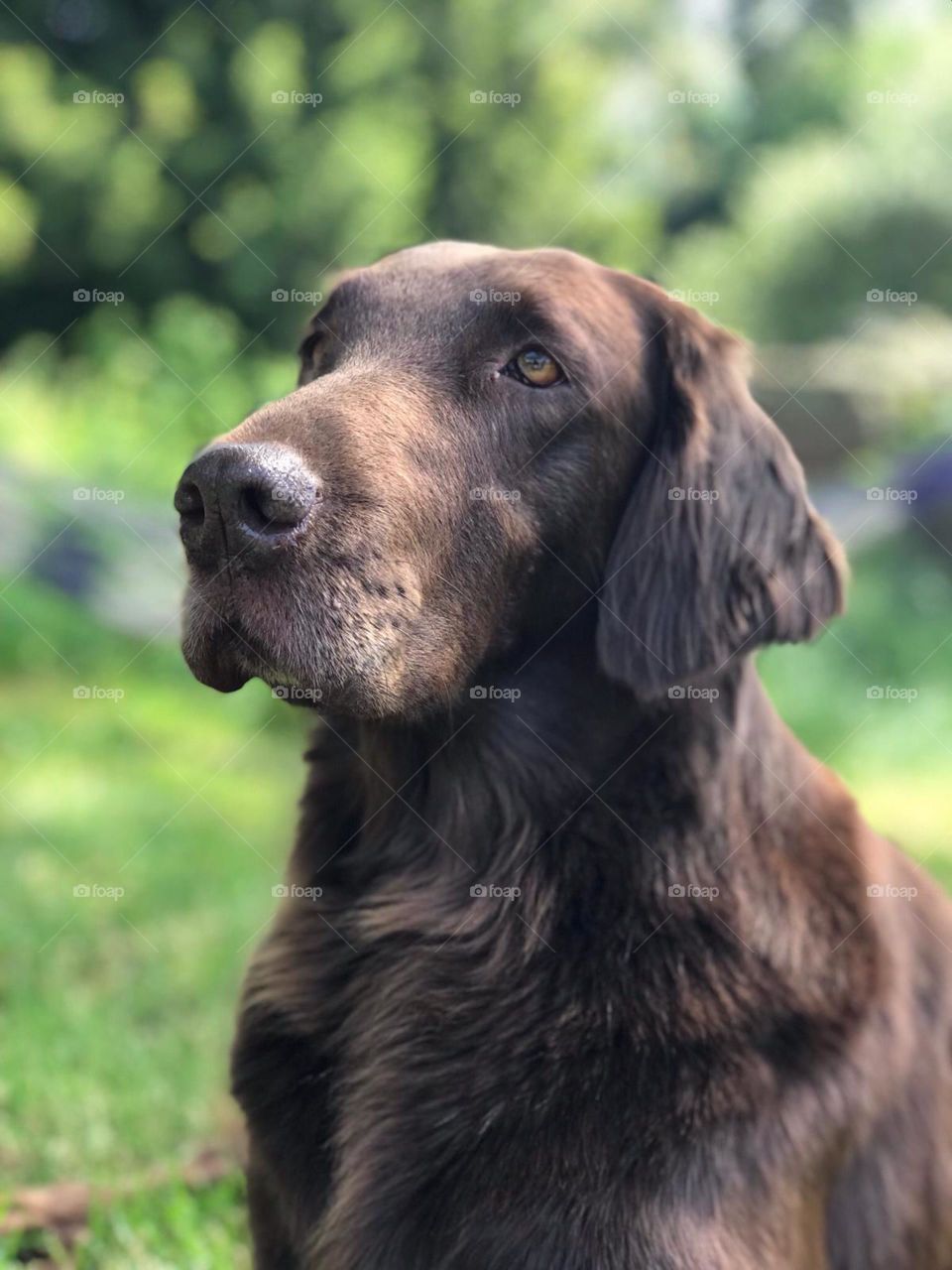 This flatcoat retriever oozes beauty and talent in front of the camera.  The background is a lovely blur of greenery that draws the dog to the viewer.