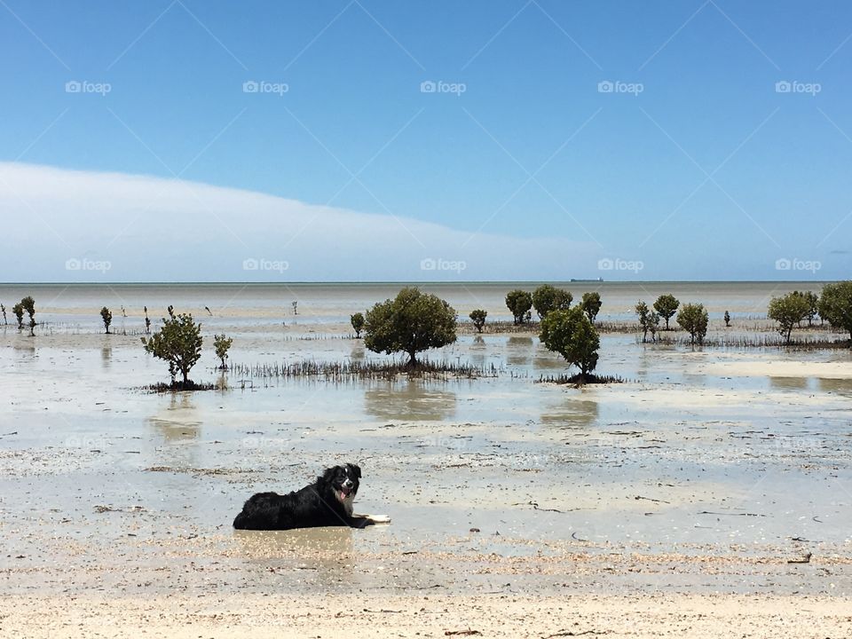 Remote glassy beach at extreme low, mangroves, tide dog border collie in foreground 