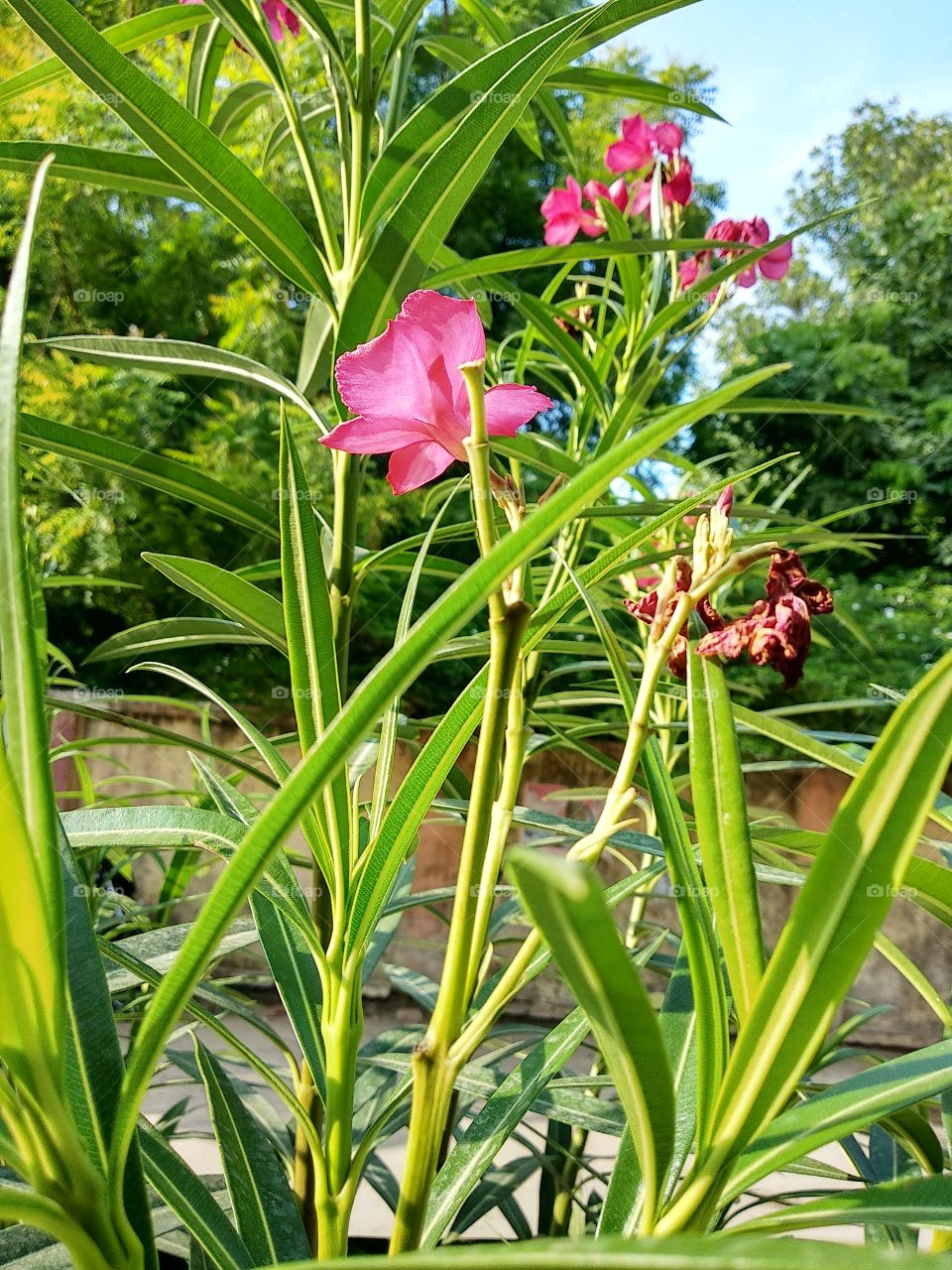 pink flower